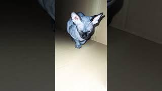 Лысая кошка сфинкс спряталась sphynx cat