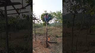 snake attack #wildlife #shorts #youtube #youtubeshorts #trending #viral