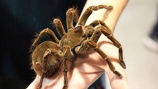 Птицеед-голиаф (лат. Theraphosa blondi)