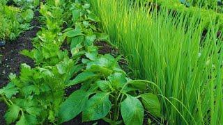 COMPANION PLANTING, INTERCROPPING, & INTERPLANTING - Maximizing Space In The Market Garden