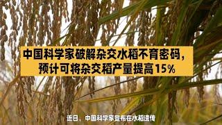 中国科学家破解杂交水稻不育密码，预计可将杂交稻产量提高15%