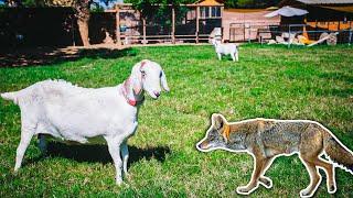 (caught on camera) COYOTE in our backyard - did our GOAT defend the herd?!