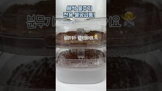 새싹채소 쉽게 키우는 방법!#shorts #새싹#채소#sprout #코아순