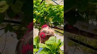 Picking fresh farm strawberries  British Farm🫶#strawberry #pyo #farm #berry #fresh #yummy #food