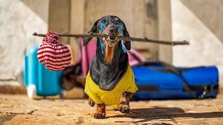 Eviction Day! Cute & Funny Dachshund Dog Video!