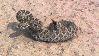 Prairie Rattlesnake Defense.mpg