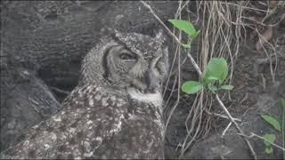 WE SafariLive-  James Hendry the owl whisperer! Too funny! 