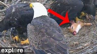 Bald Eagle Chicks Devour Baby Deer - warning: graphic