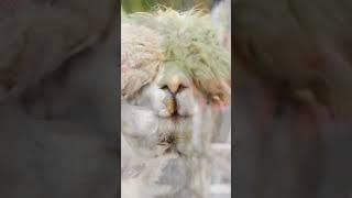 alpaca / 내가 알파카야