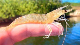 Kayak Fishing with Live Shrimp Along Mangrove Shorelines