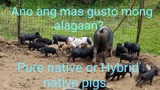 #Blackpig Pure native pig VS Hybrid native pig, Alamin natin