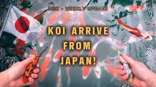 More High Quality Koi Arrive! | My Boys Koi | Weekly Update | #koi #fish