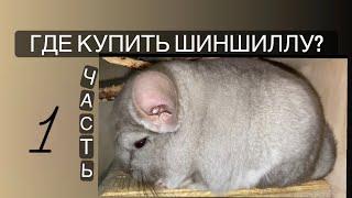 Где купить шиншиллу.  Часть 1.