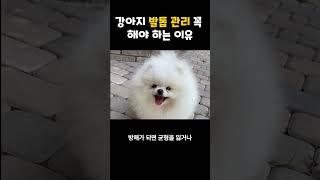 강아지 발톱 관리 안하면 안되는 이유  #강아지 #강아지산책#강아지발톱#강아지슬개골탈구