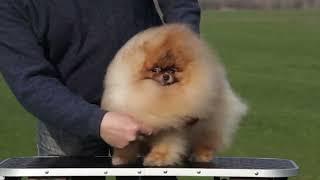 Pomeranian dog Darikar Pie Pie