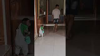 funny, Kuku is a tough supervisor#shorts#babymonkey#animal