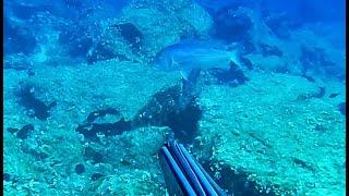The dentex that approached like an amberjack | Cyclades Spearfishing