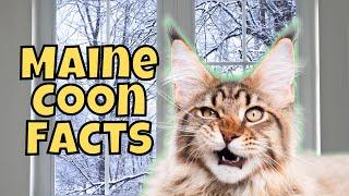 10 Massive Facts About Maine Coon Cats