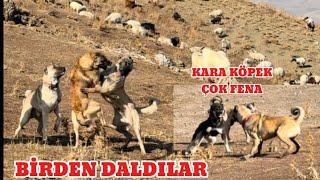 A PACK OF DOGS CAME TOGETHER IN THE MOUNTAINS. DUMAN AND KARABAŞ ADDED THE DUST TO THE SMOKE ON THE