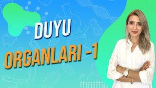 Duyu Organları - 1 | Seda Hoca Biyoloji ( 5. Ders ) #sedahocabiyoloji #ayt2024