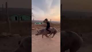 ВЕРШНИК НА СВИНІ #animals
