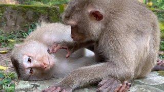 Good time monkeys find lice to take care of each other.