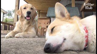 Welsh Corgi Dog Hired Retriever Dog As Her Puppies' Nanny?! (Part 1) | Kritter Klub