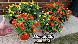 How to Grow Marigolds from Seed - Step by Step Updates