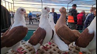 RADOM Gołębie pigeons targ Andrzej W.28.09.2024 cz.3/3Gołębie jasne i wyszwance Andrzeja Radom