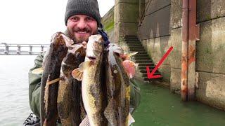 Vertical Jigging winter Sauger with live Bait, Oh river catch and cook