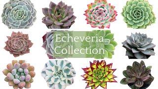 +50 Echeveria Collection | Rare Echeveria Succulent Varieties with Names |Echeveria Succulents Types