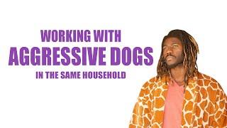 WORKING WITH AGGRESSIVE DOGS IN THE SAME HOUSEHOLD