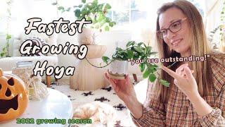 My Fastest Growing Hoya | Growing Season 2022 | Outstanding Hoya