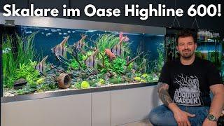 Skalare im Oase Highline 600!