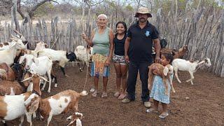 VEJA CRIAÇÃO DE BODES NO SERTÃO NORDESTINO, UMA PALESTRA COM O AGRICULTOR GURITIBA E DONA ISABEL.