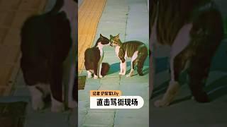 记者铲屎官Lily   直击猫咪骂街现场