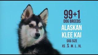 Alaskan Klee Kai / 99+1 Dog Breeds