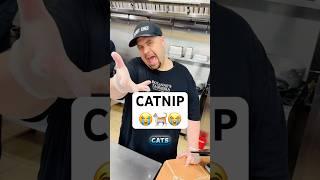 BURRITO GUY I NEED SOME CAT NIP⁉️#subscribe #eating #funny #food #shorts