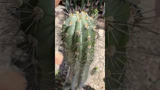 Feel the love #cactusjeff