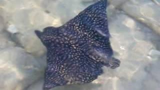 Eagle Ray Belize