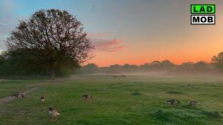 Charming Sunrise walk • English Countryside Forest | 4K Walking Tour