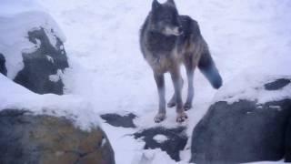 Tanya Tagaq - Uja