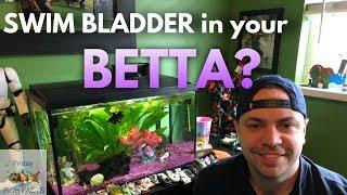 HOW TO TREAT A BETTA WITH SWIM BLADDER DISEASE