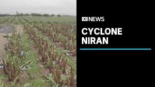 Tropical Cyclone Niran flattens Far North Queensland banana farms | ABC News