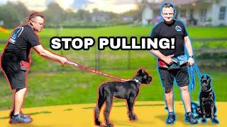 TRAIN ANY PUPPY TO WALK & HEEL NEXT TO YOU! // Cane Corso Puppy Off-Leash