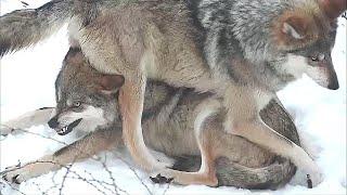 Wolf Sits on Her Sister's Head