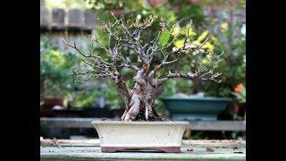 The Chinese traditional Bonsai Art - Lingnan Penjing Bonsai