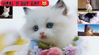 Baby Cats - Cute and Funny Cat Videos Compilation #11 | Aww Animals