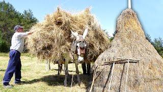 Herb and its traditional storage. Hand cutting and transport with horses