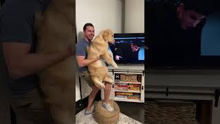 Whoever said goldens aren’t aggressive hasn’t met Emma 